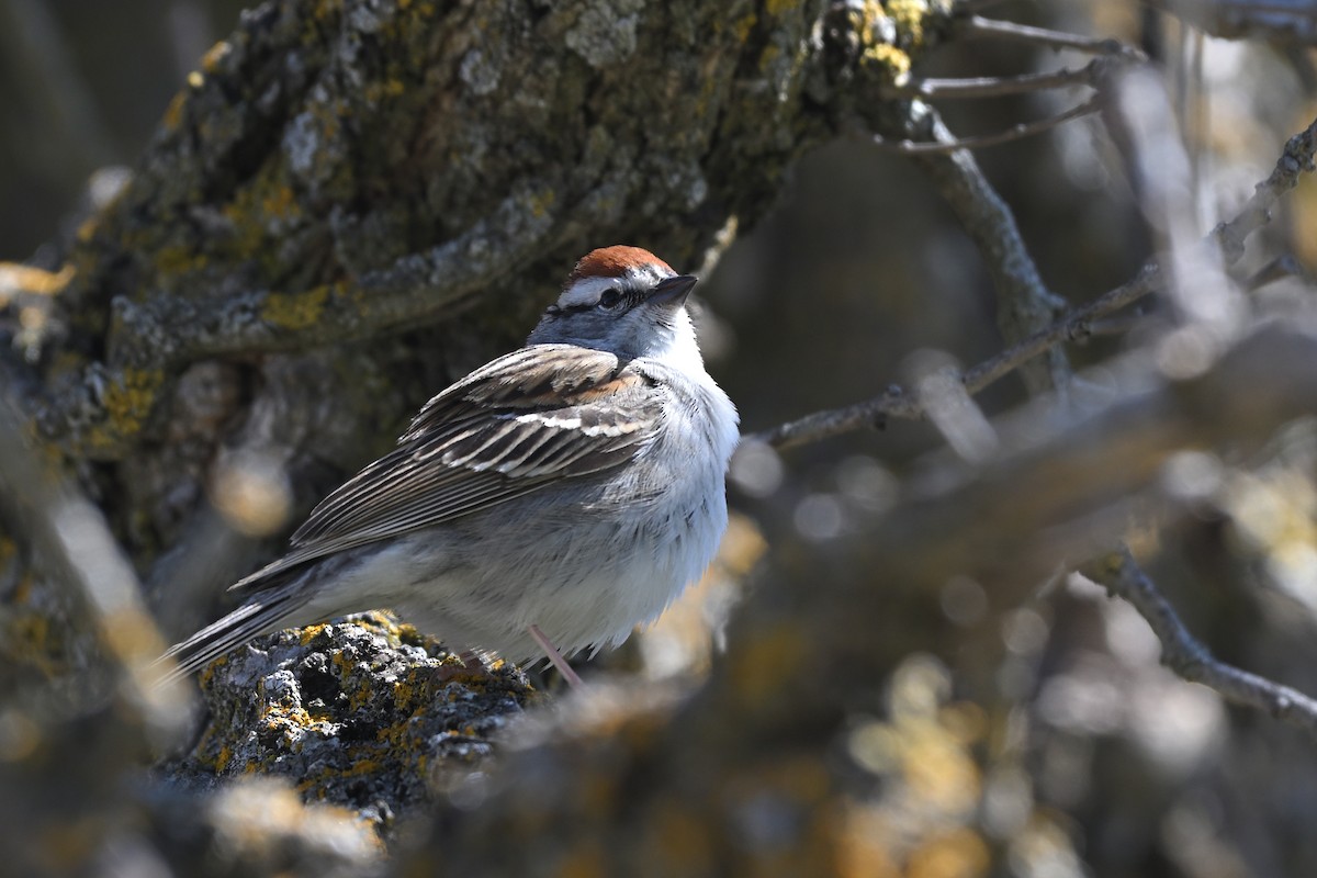 Chipping Sparrow - ML635373169