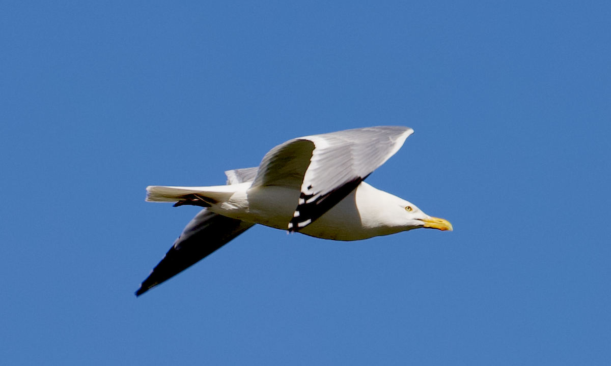 Kanadamöwe - ML635373198
