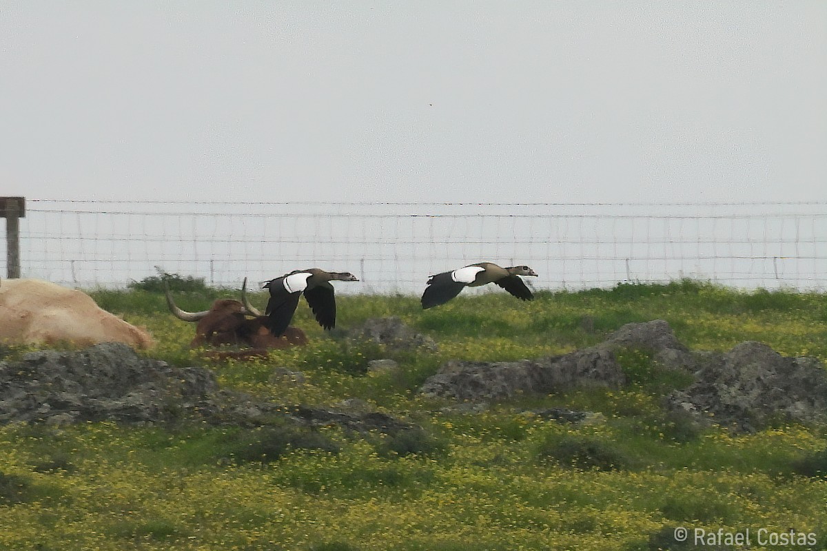 Nilgans - ML635373206