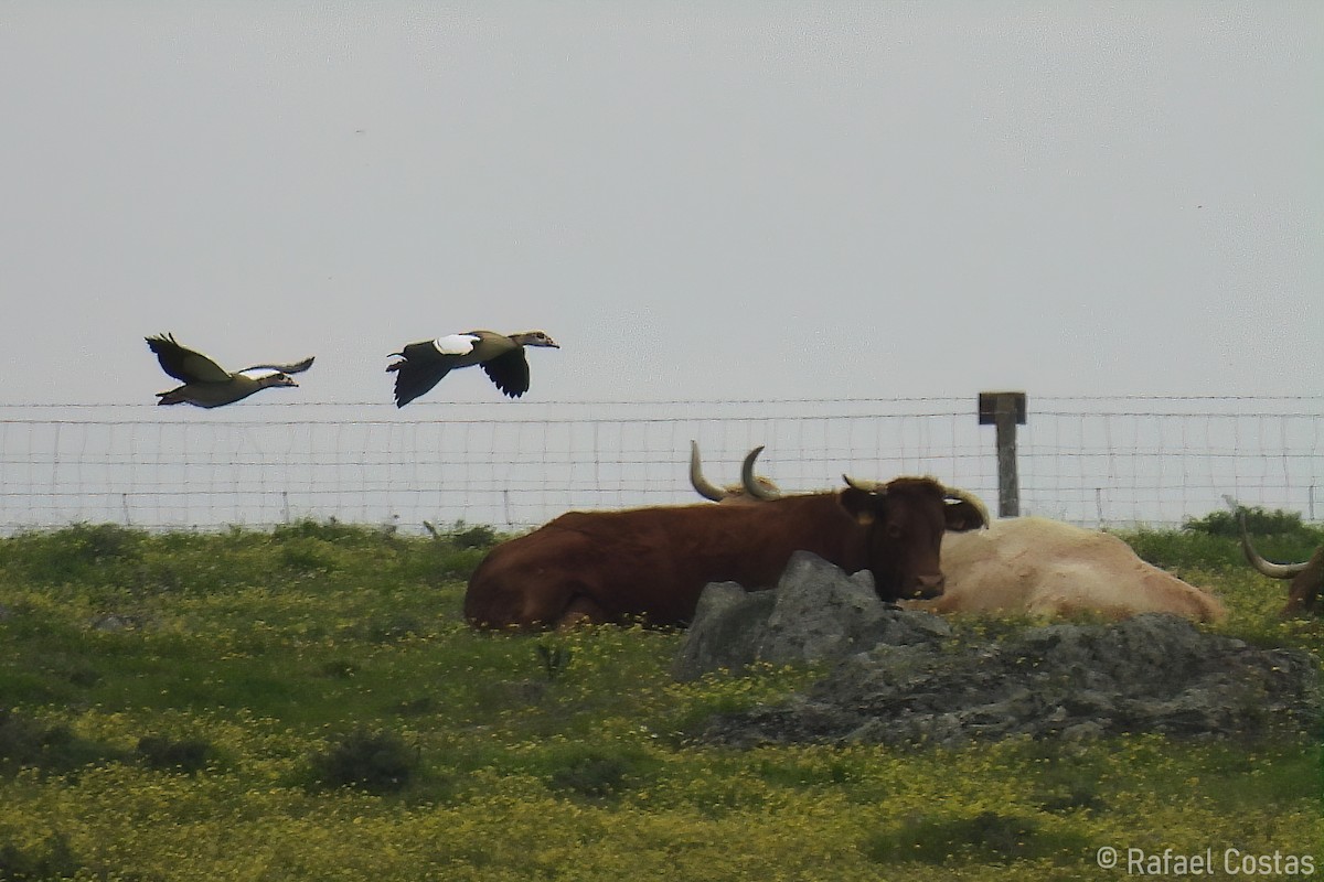 Nilgans - ML635373207