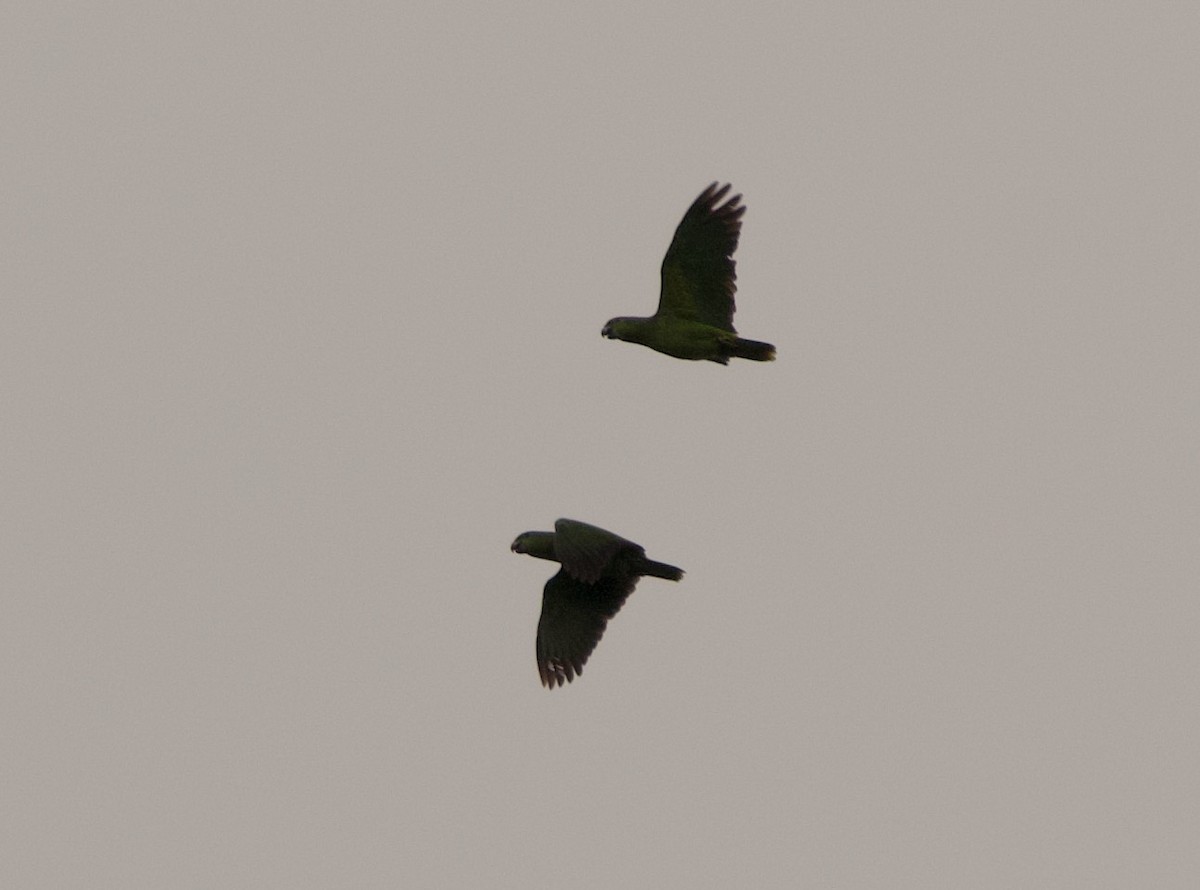 Scaly-naped Amazon - ML635373227