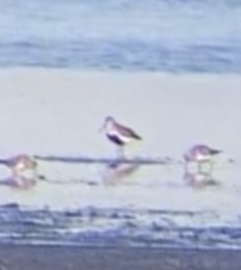 Dunlin - ML635373271