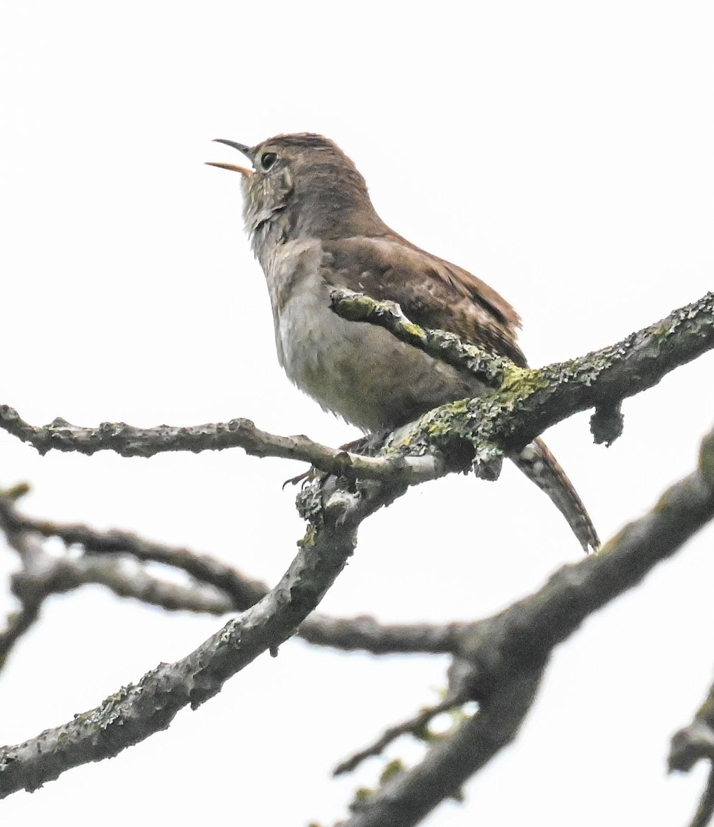Northern House Wren - ML635373298