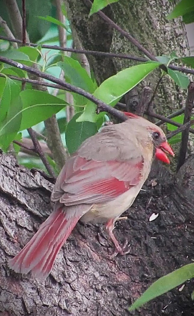 Northern Cardinal - ML635373299