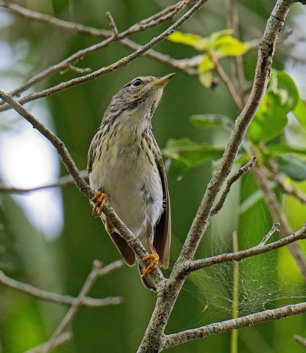 Blackpoll Warbler - ML635373300