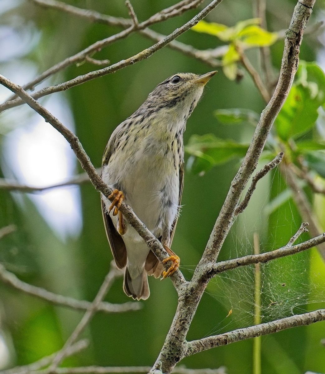 Blackpoll Warbler - ML635373301
