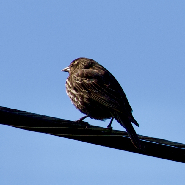 Red-winged Blackbird - ML635373303