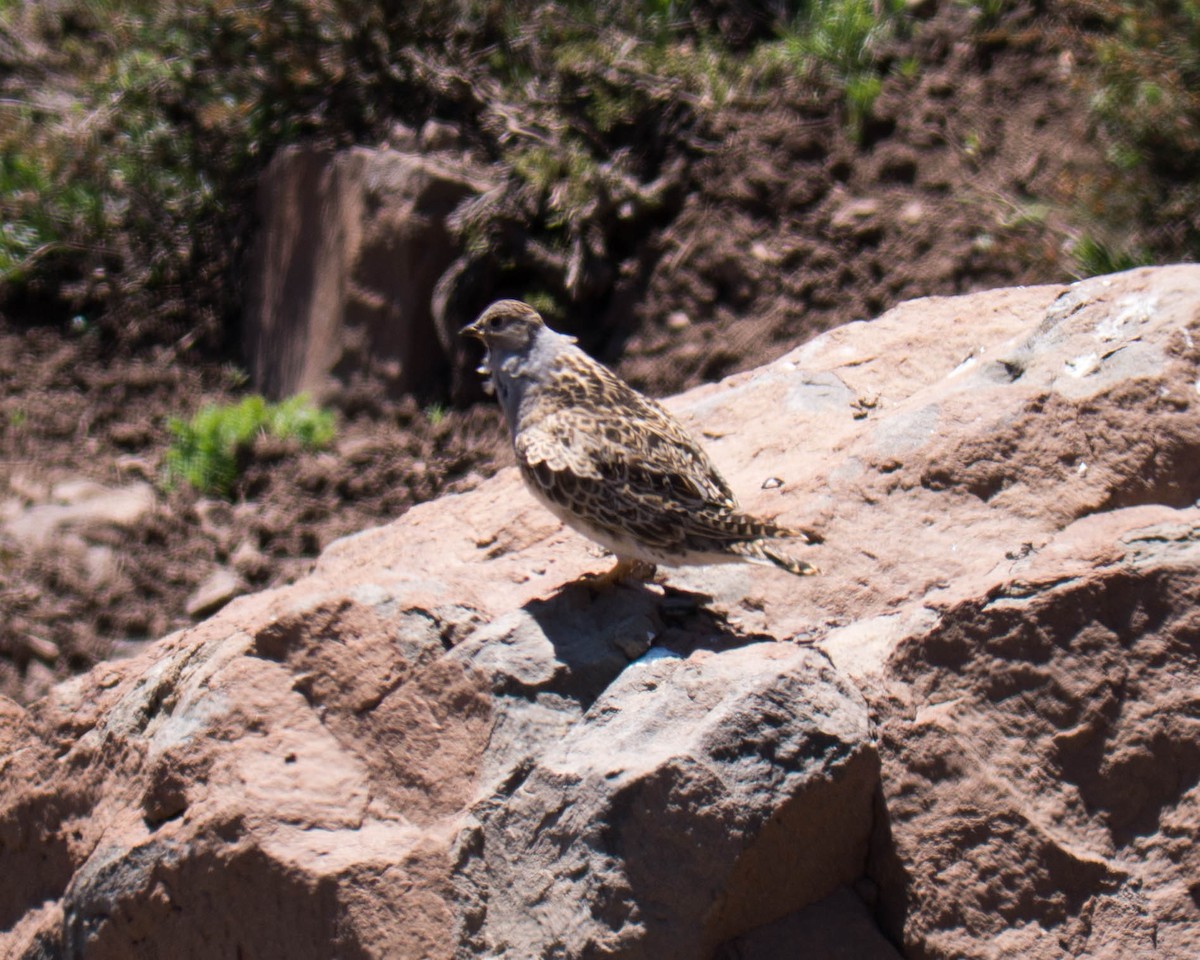 Gray-breasted Seedsnipe - ML635373304