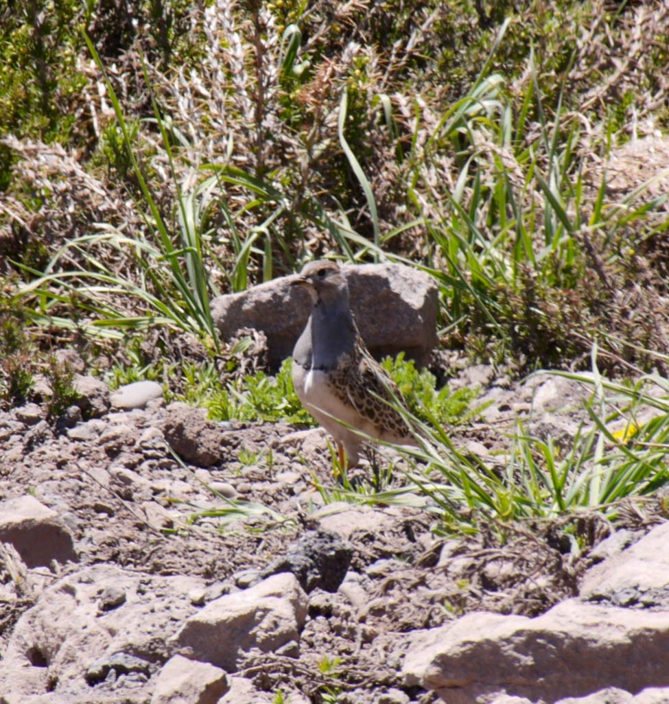 Gray-breasted Seedsnipe - ML635373305