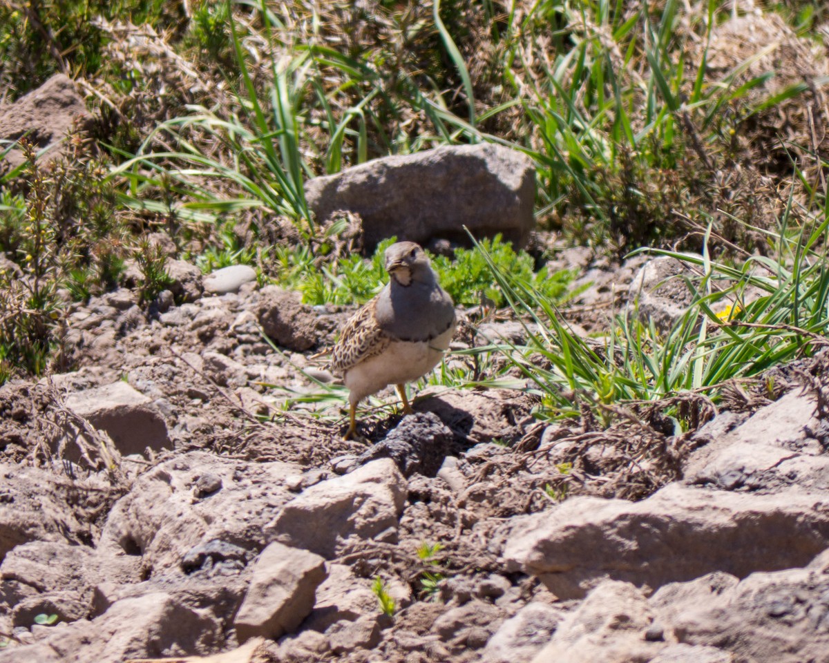 Gray-breasted Seedsnipe - ML635373306