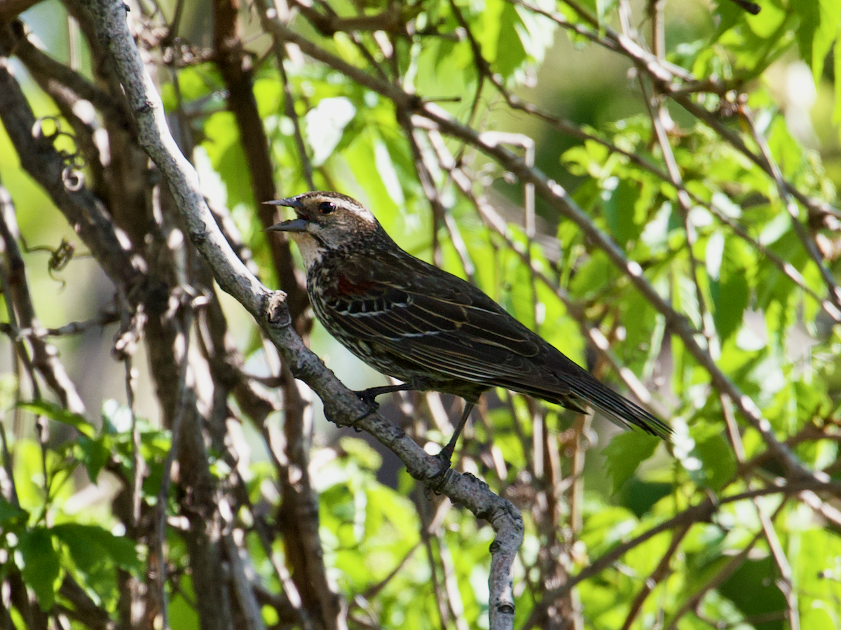 Red-winged Blackbird - ML635373307