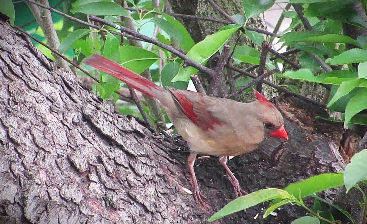 Northern Cardinal - ML635373309