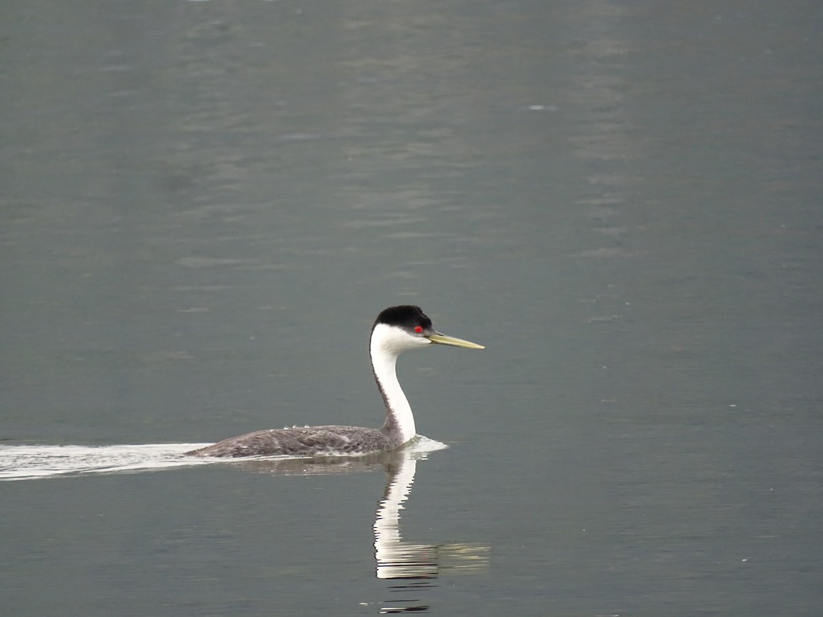 Western Grebe - ML635373312