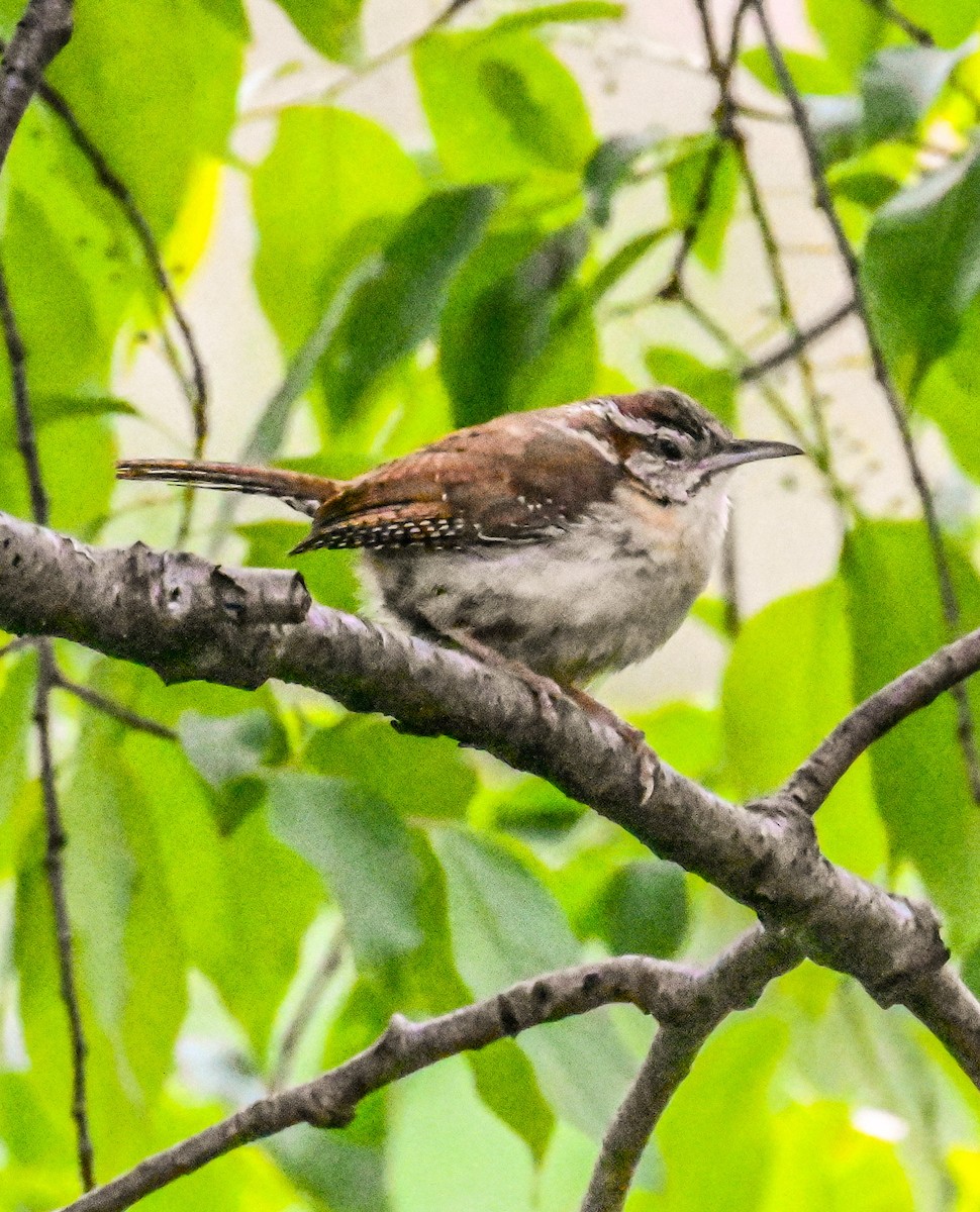 Carolina Wren - ML635373329