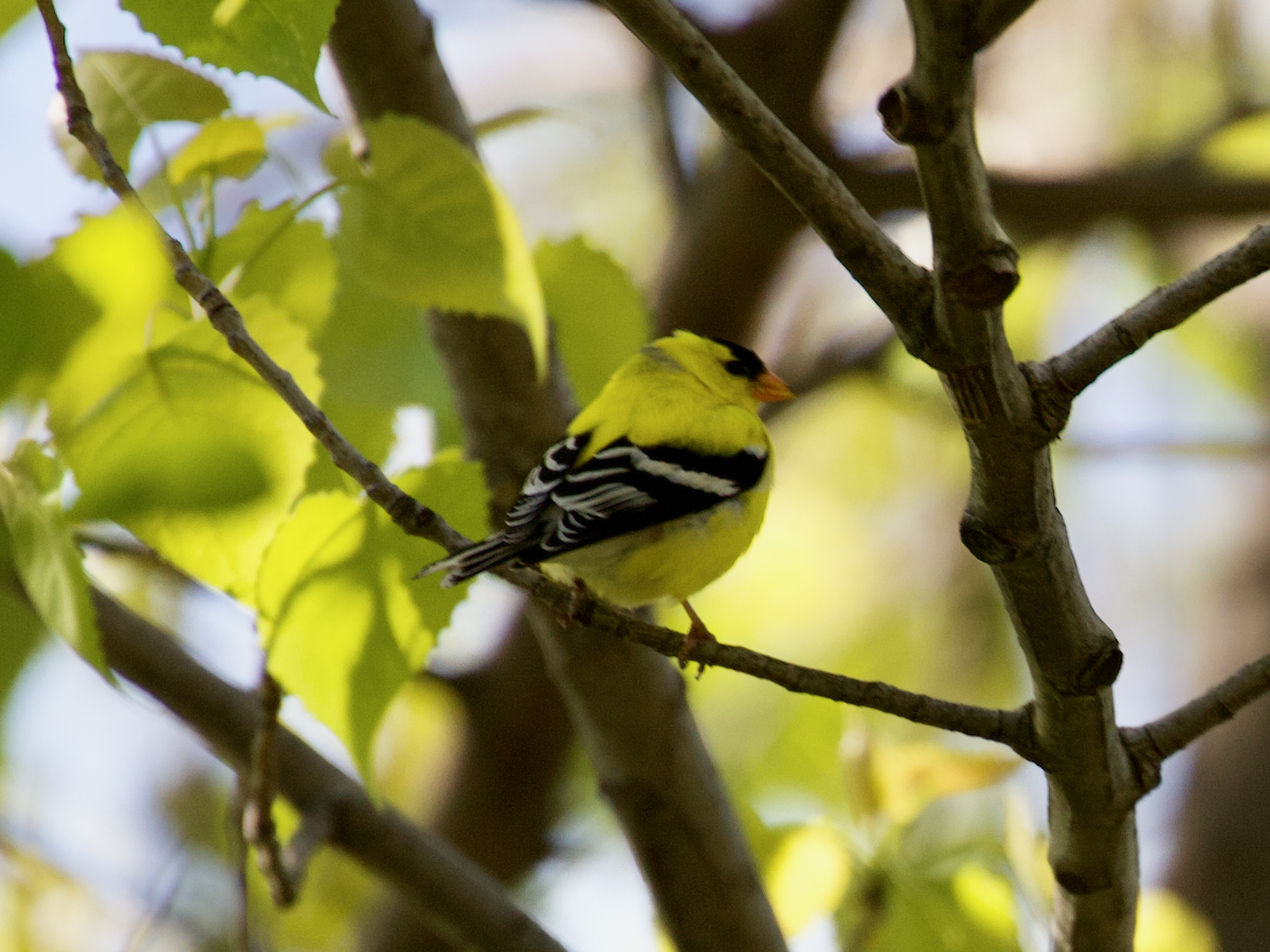 American Goldfinch - ML635373330