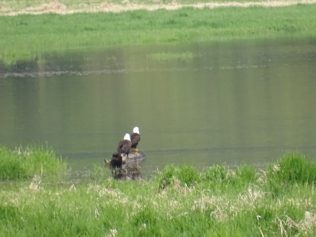 Weißkopf-Seeadler - ML635373346
