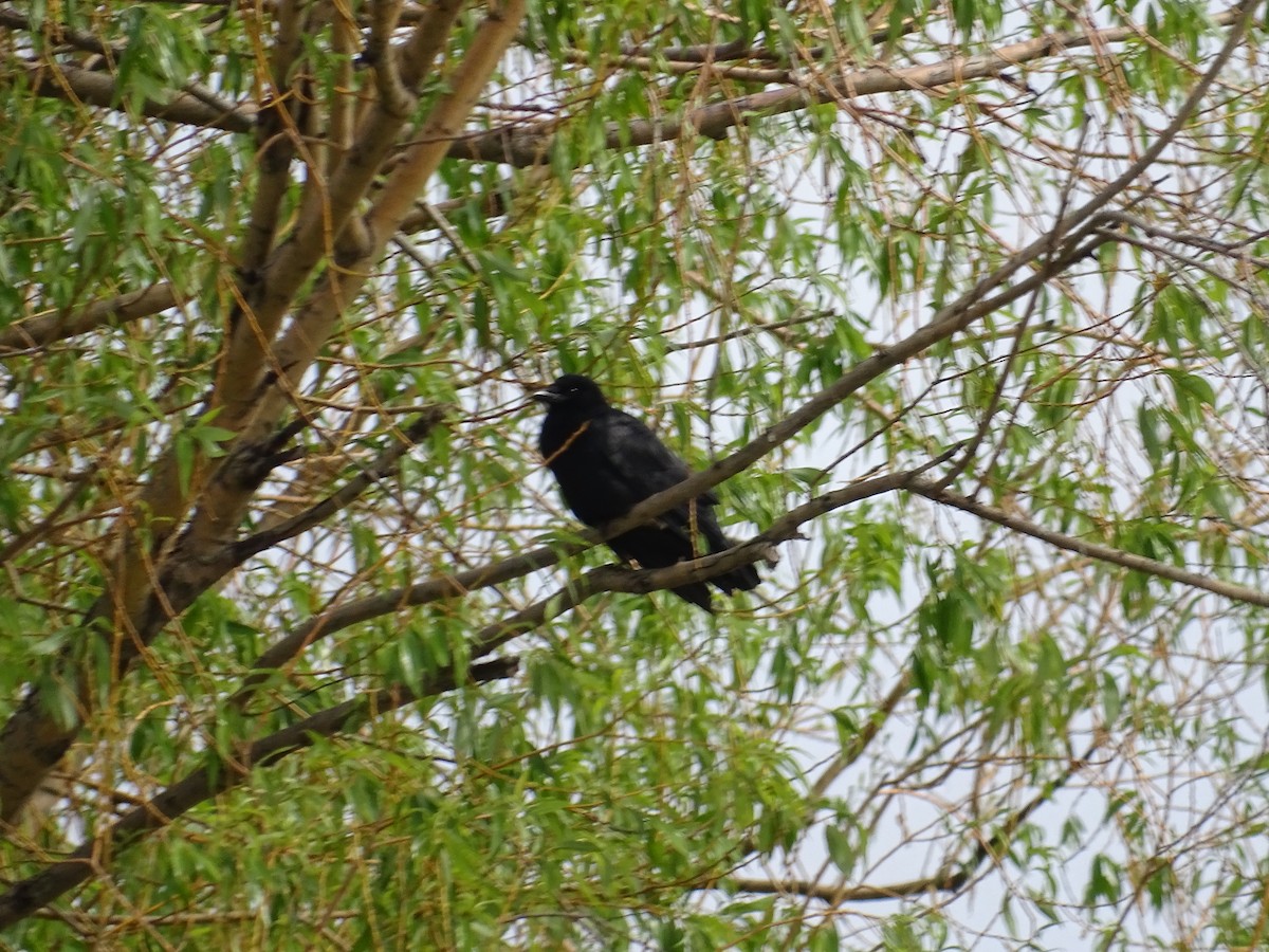 American Crow - ML635373359