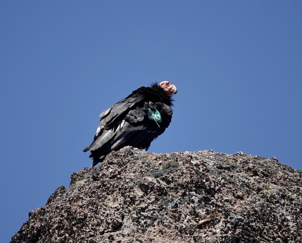 California Condor - ML635373378