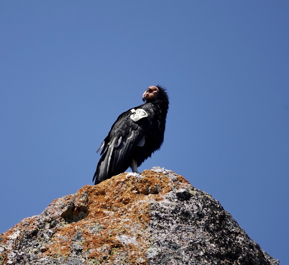 California Condor - ML635373383