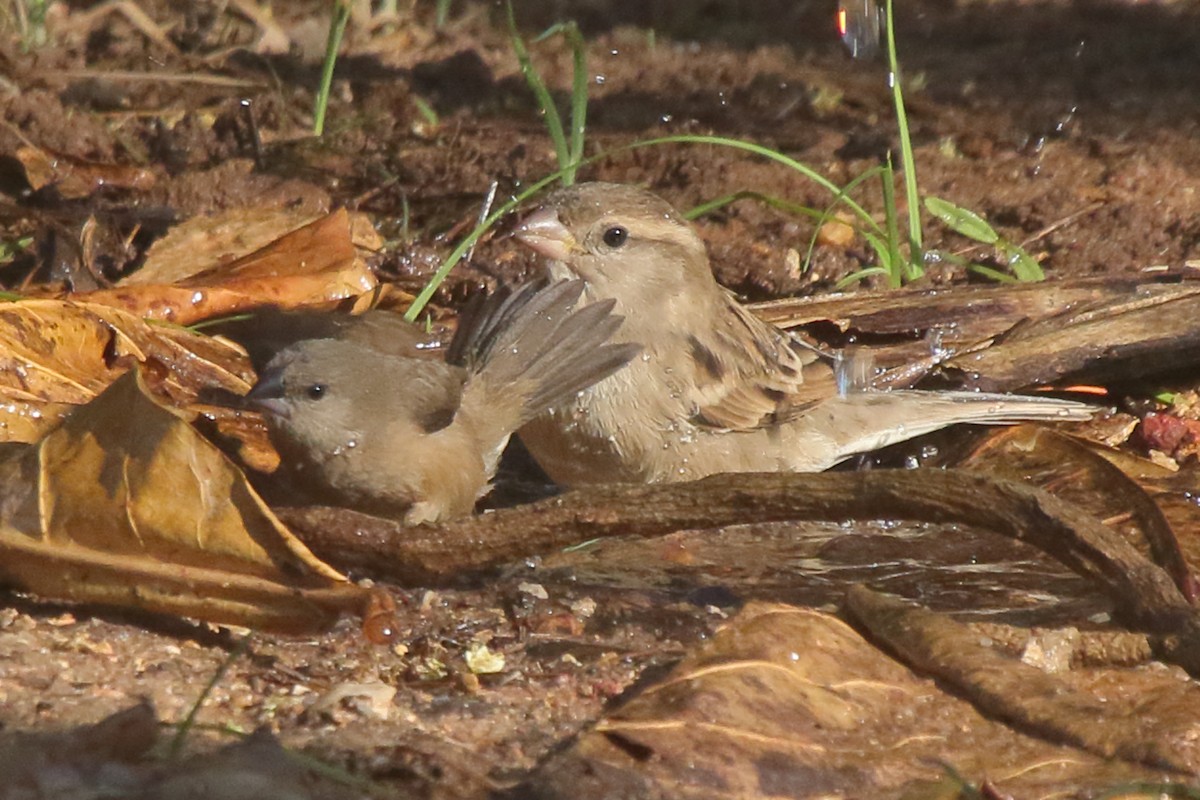 Madagascar Munia - ML635373384