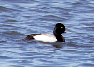 Porrón Bola - ML635373399