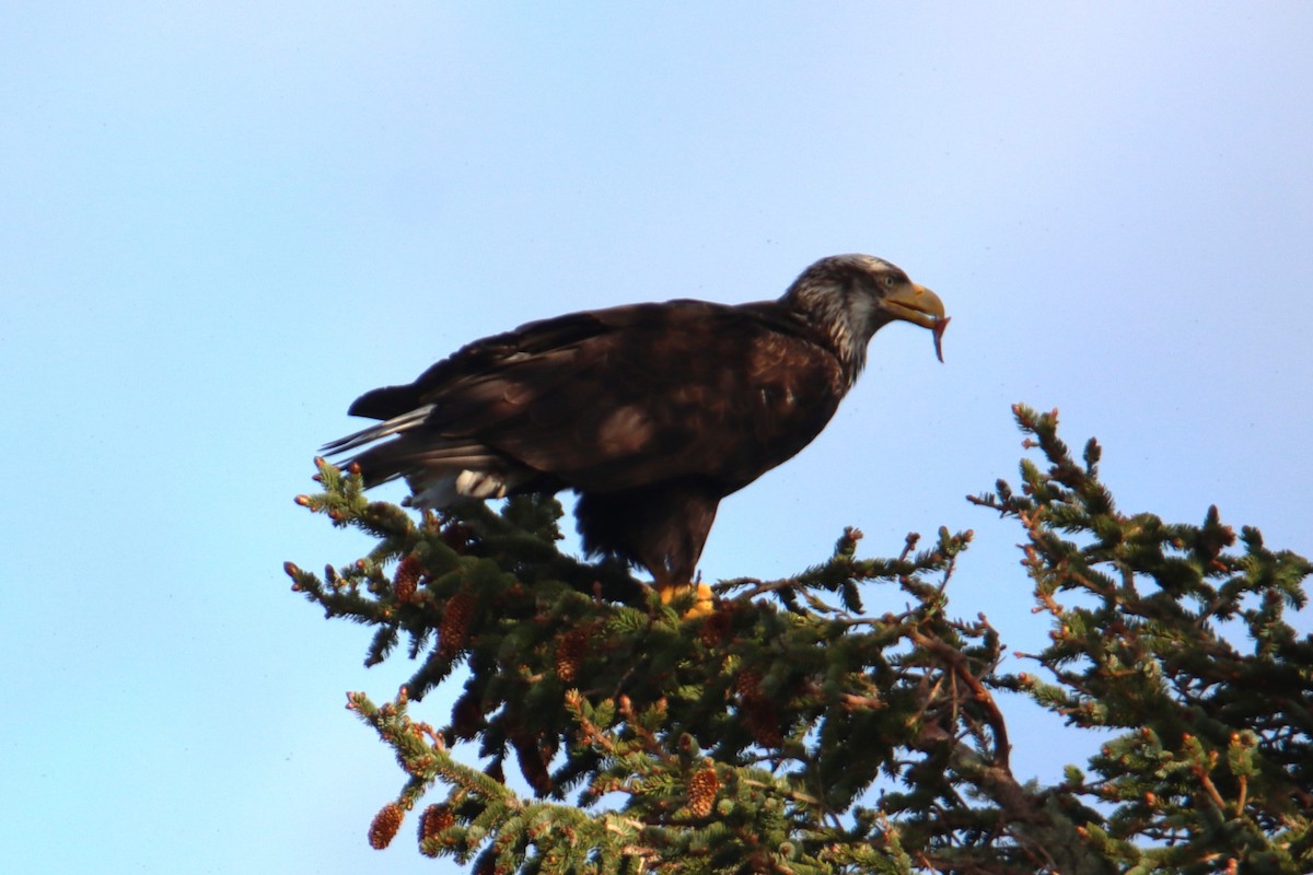 Weißkopf-Seeadler - ML635373401