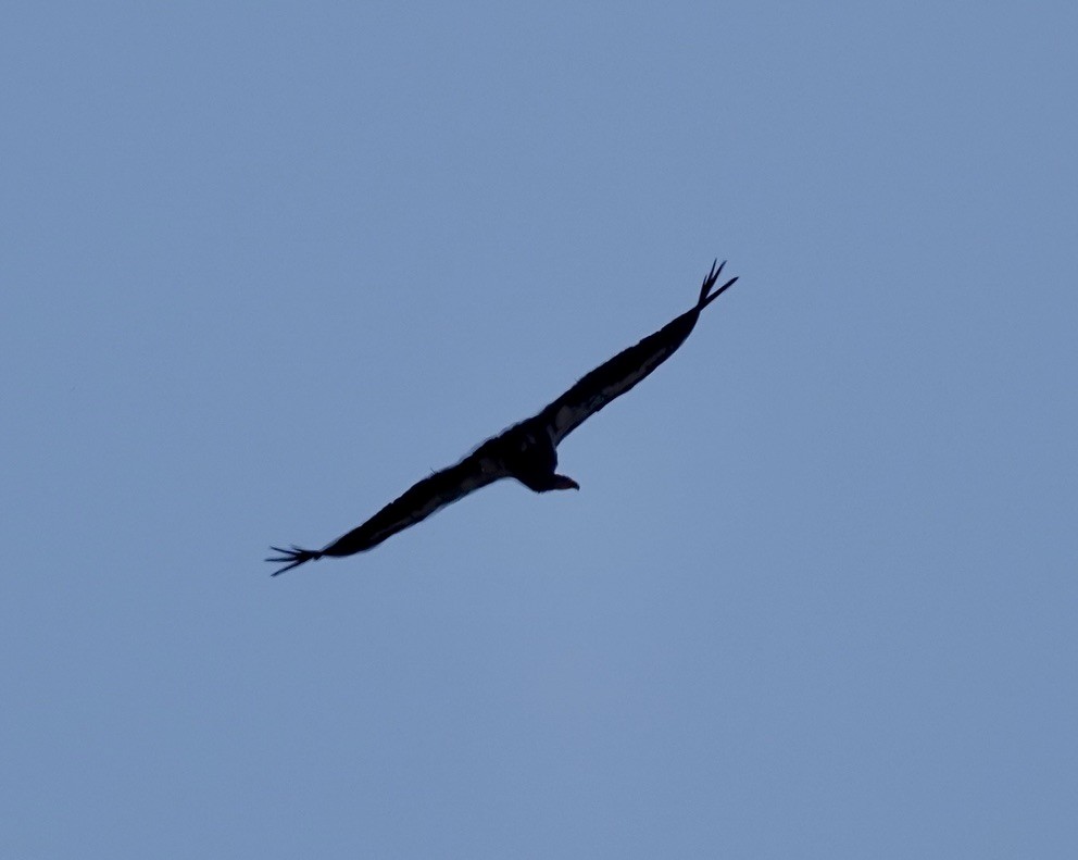California Condor - ML635373403