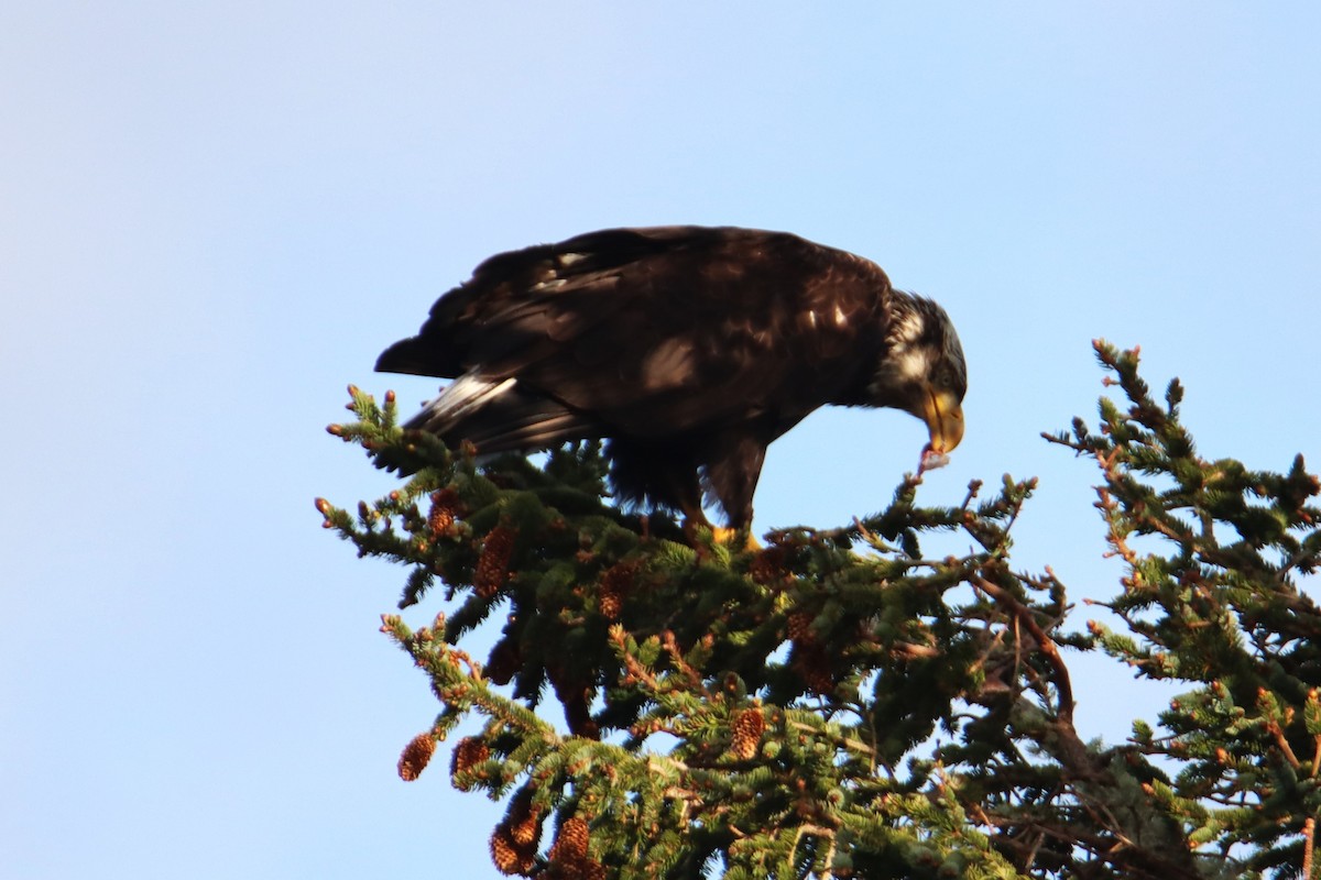 Weißkopf-Seeadler - ML635373404