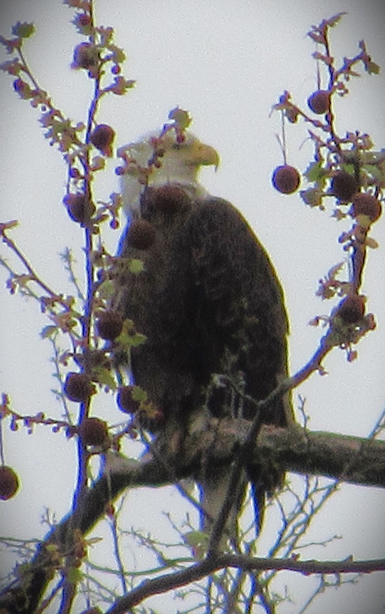 Weißkopf-Seeadler - ML635373450