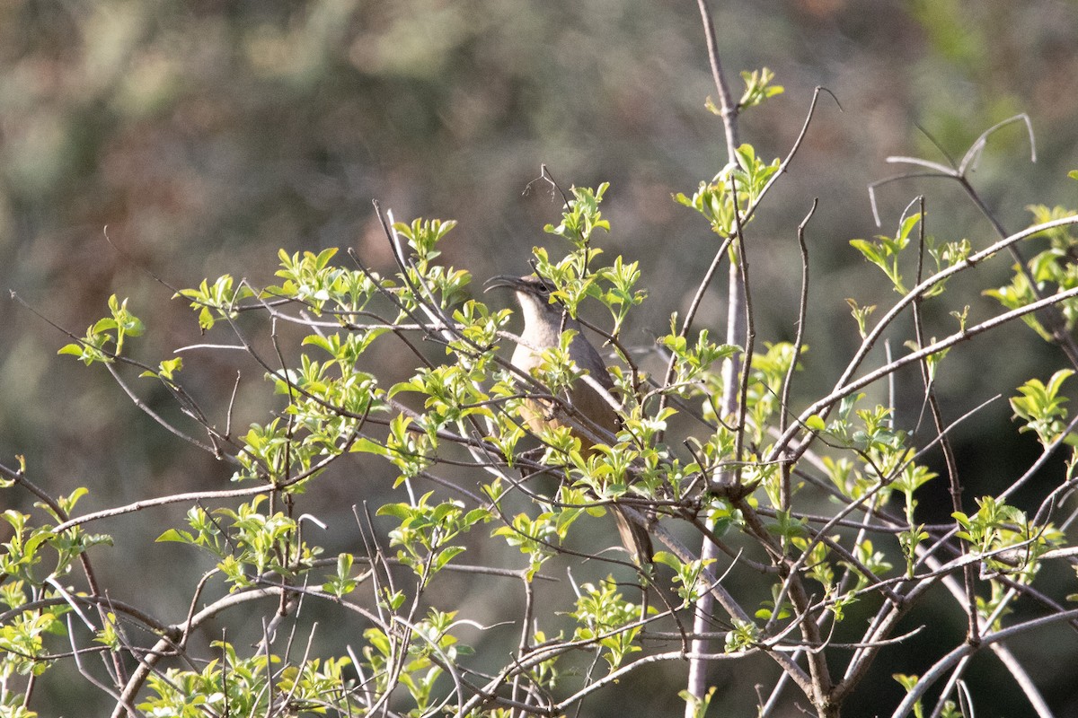California Thrasher - ML635373451