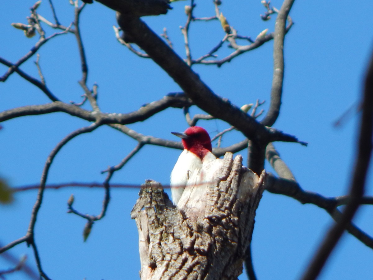 Rotkopfspecht - ML635373453