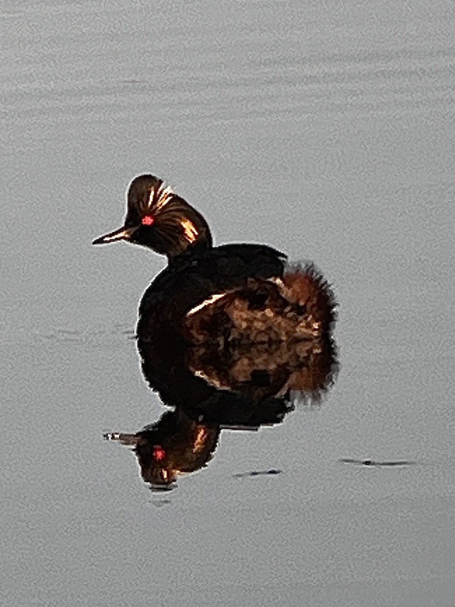 Eared Grebe - ML635373456