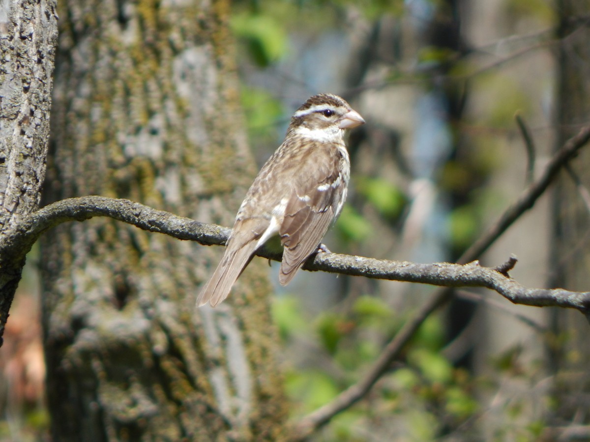 Rosenbrust-Kernknacker - ML635373488