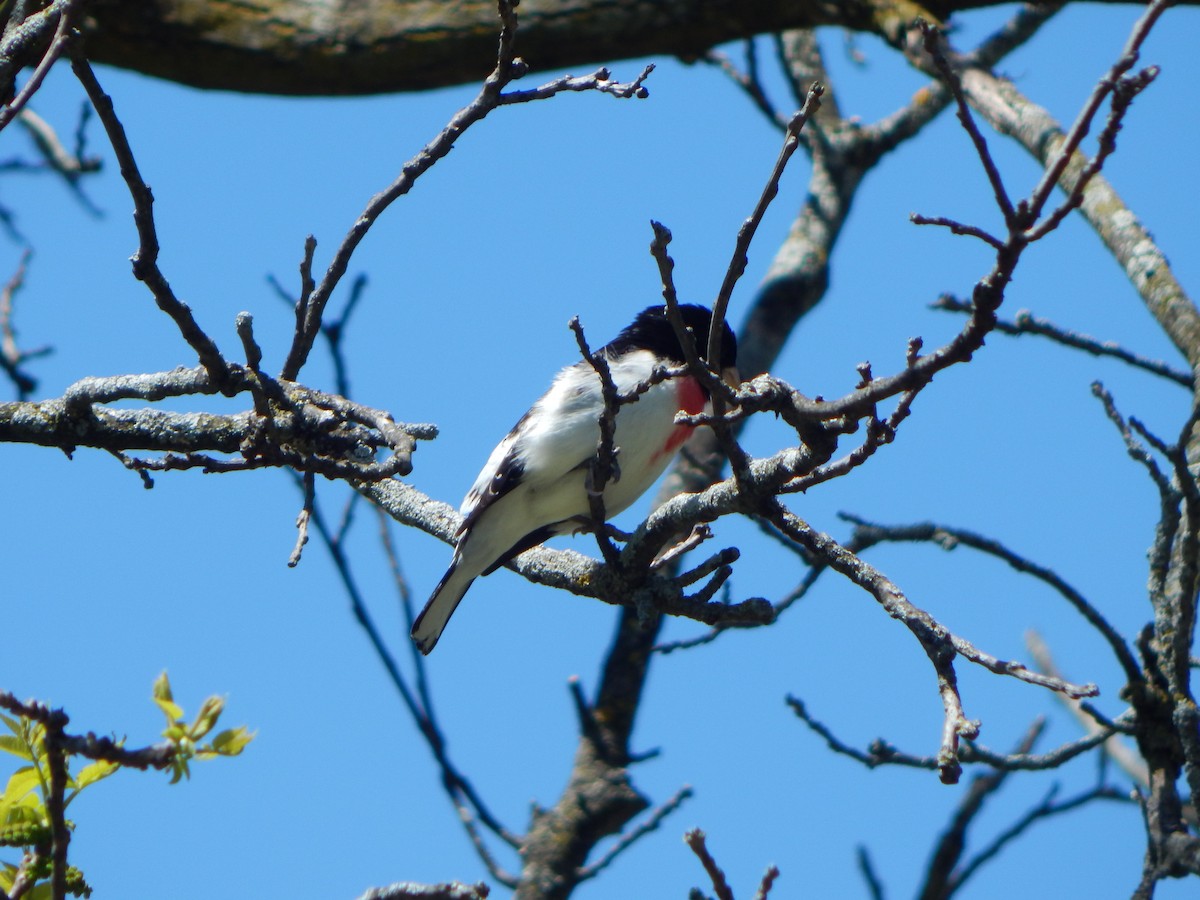 Rosenbrust-Kernknacker - ML635373489