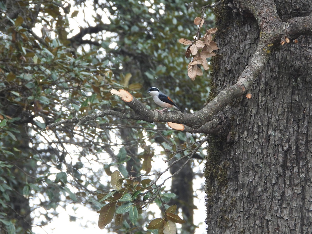 White-browed Shrike-Babbler (Himalayan) - ML635373501
