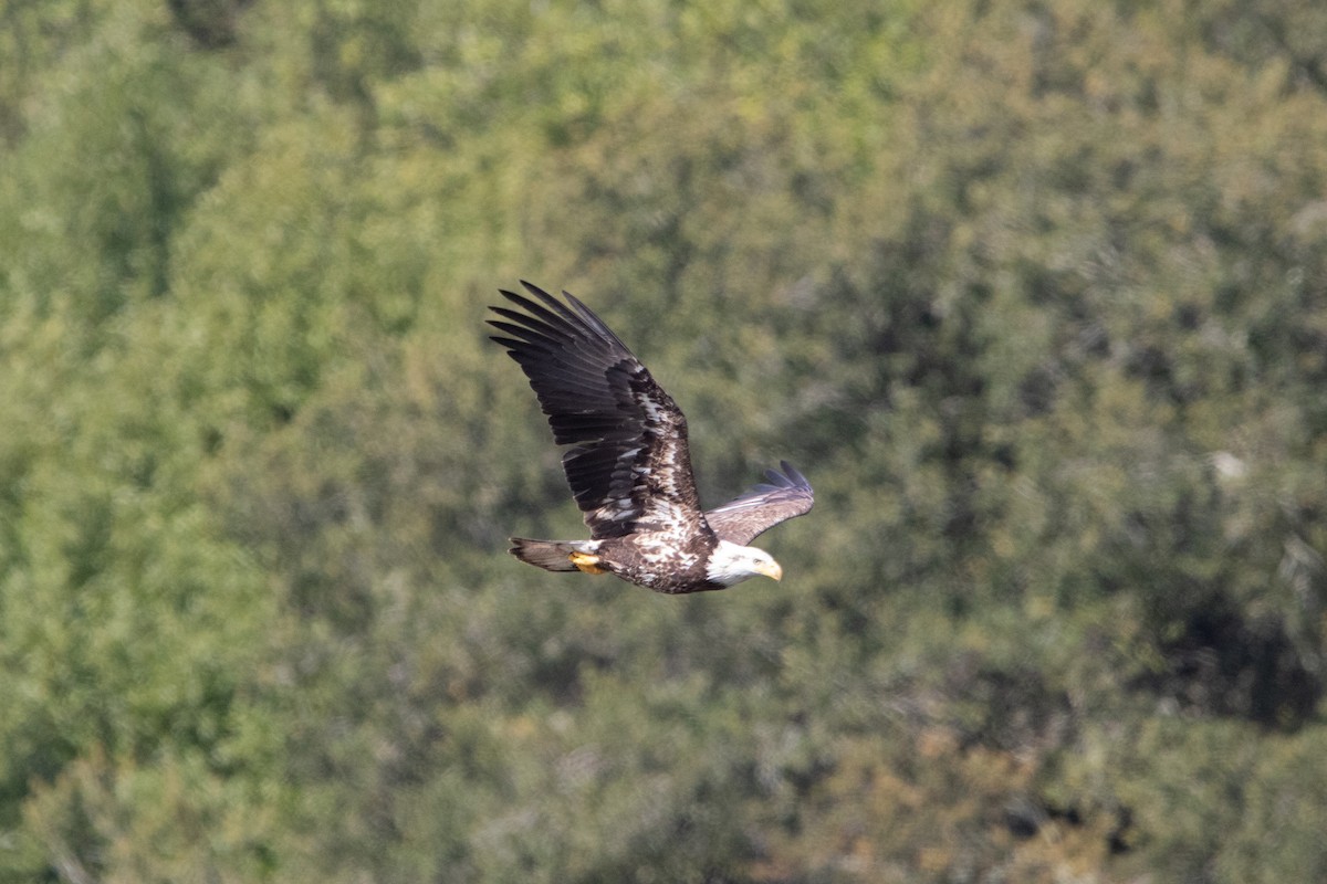 Weißkopf-Seeadler - ML635373504