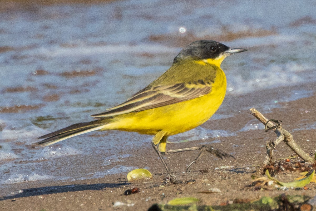 Western Yellow Wagtail (thunbergi) - ML635373508