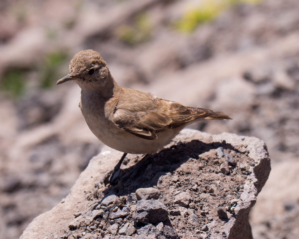 Creamy-rumped Miner - ML635373519