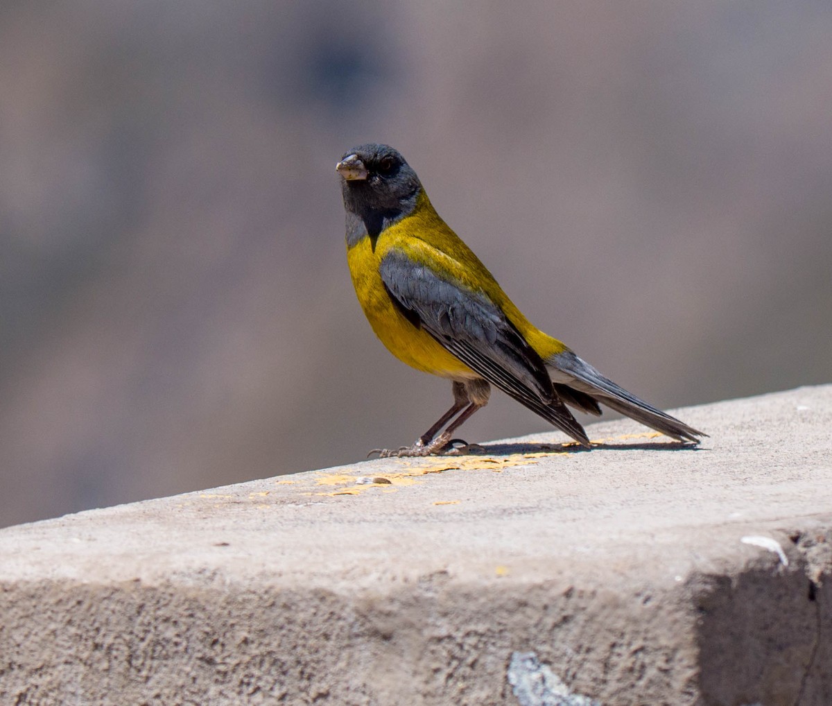 Gray-hooded Sierra Finch - ML635373560