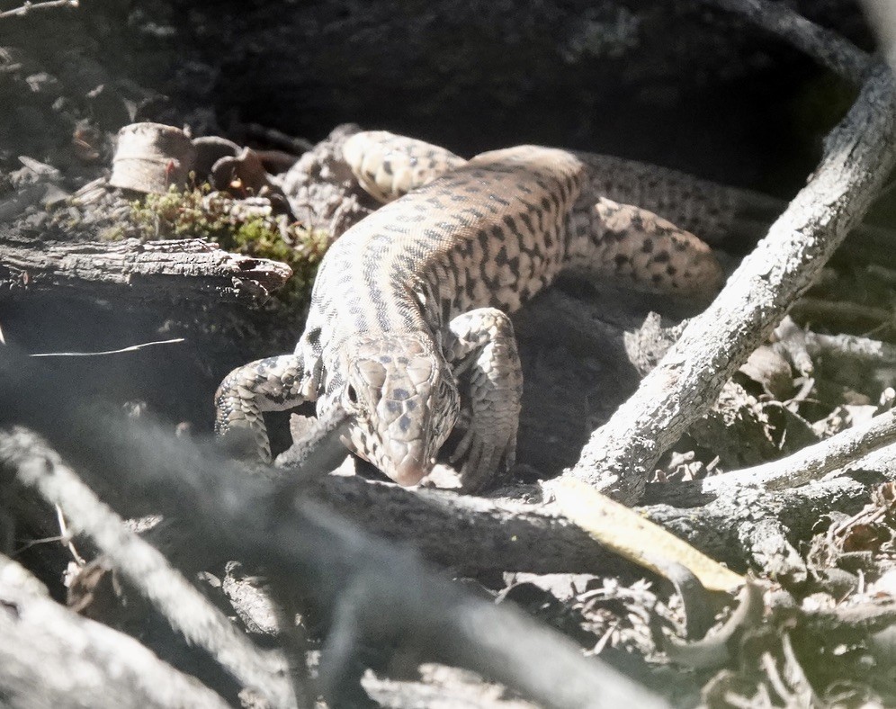 Western Whiptail - ML635373597