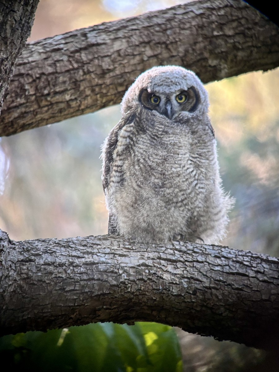 Great Horned Owl - ML635373605