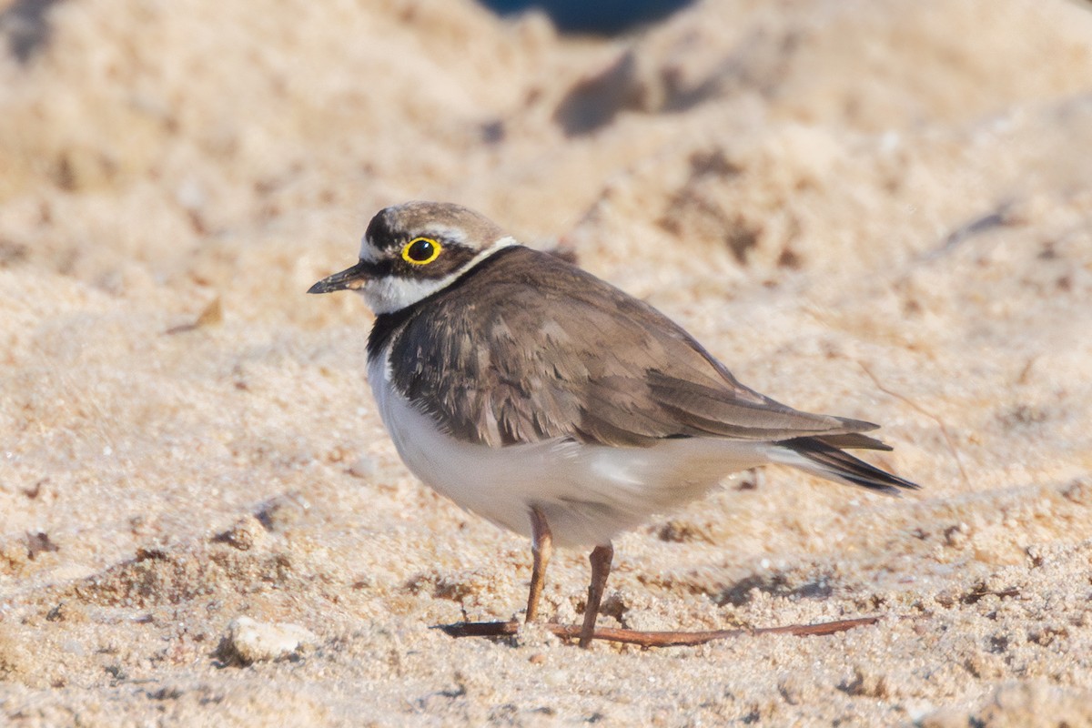 Little Ringed Plover - ML635373606