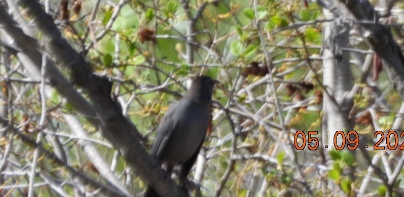 Gray Catbird - ML635373622