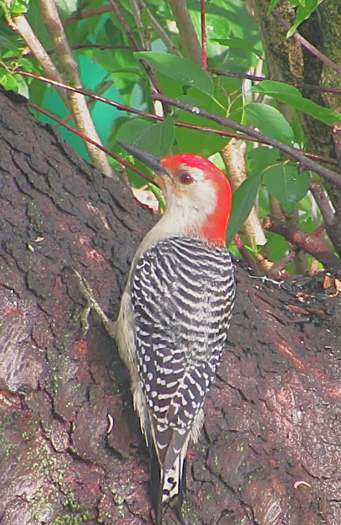 Red-bellied Woodpecker - ML635373623