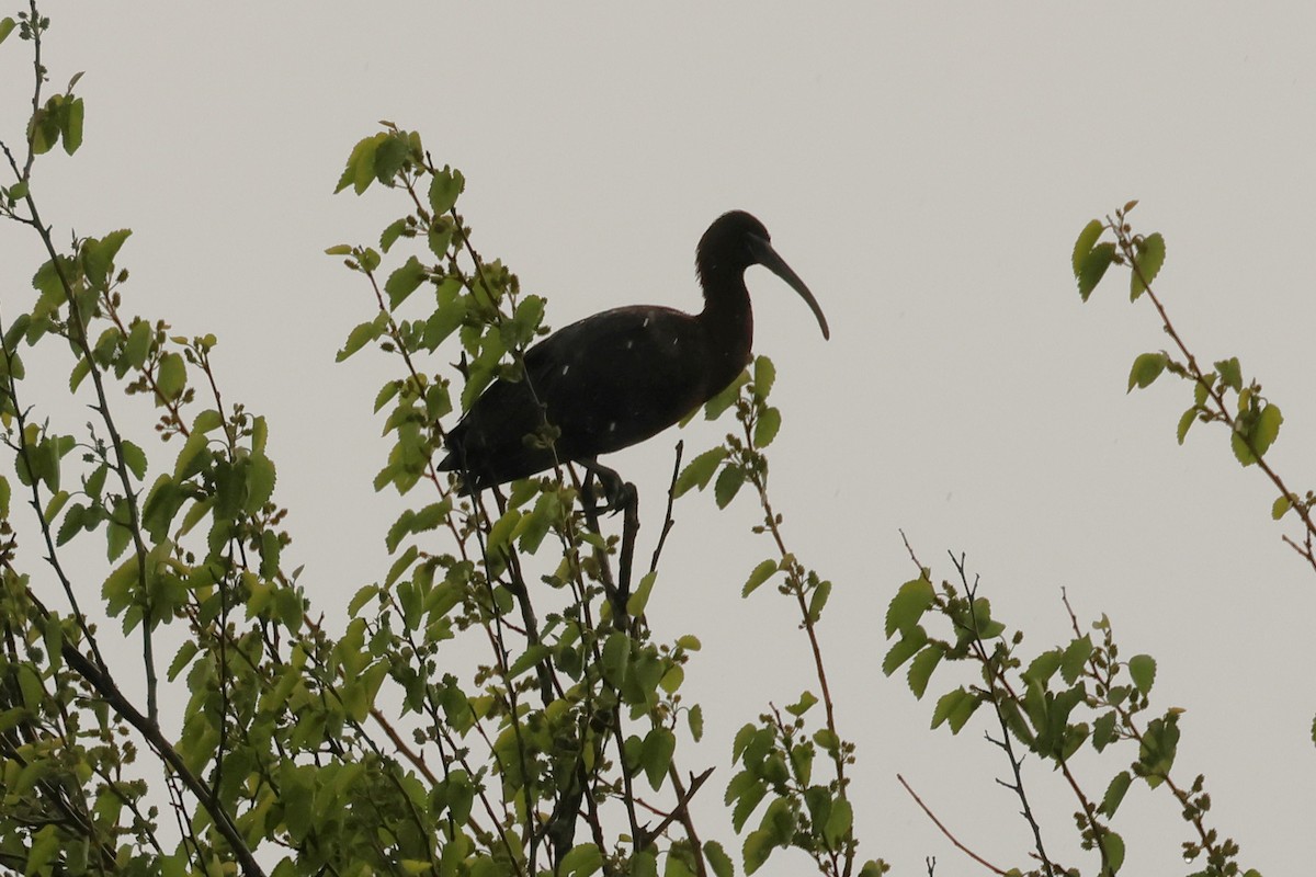 Glossy Ibis - ML635373636