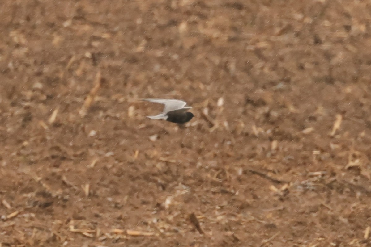 Black Tern - ML635373644