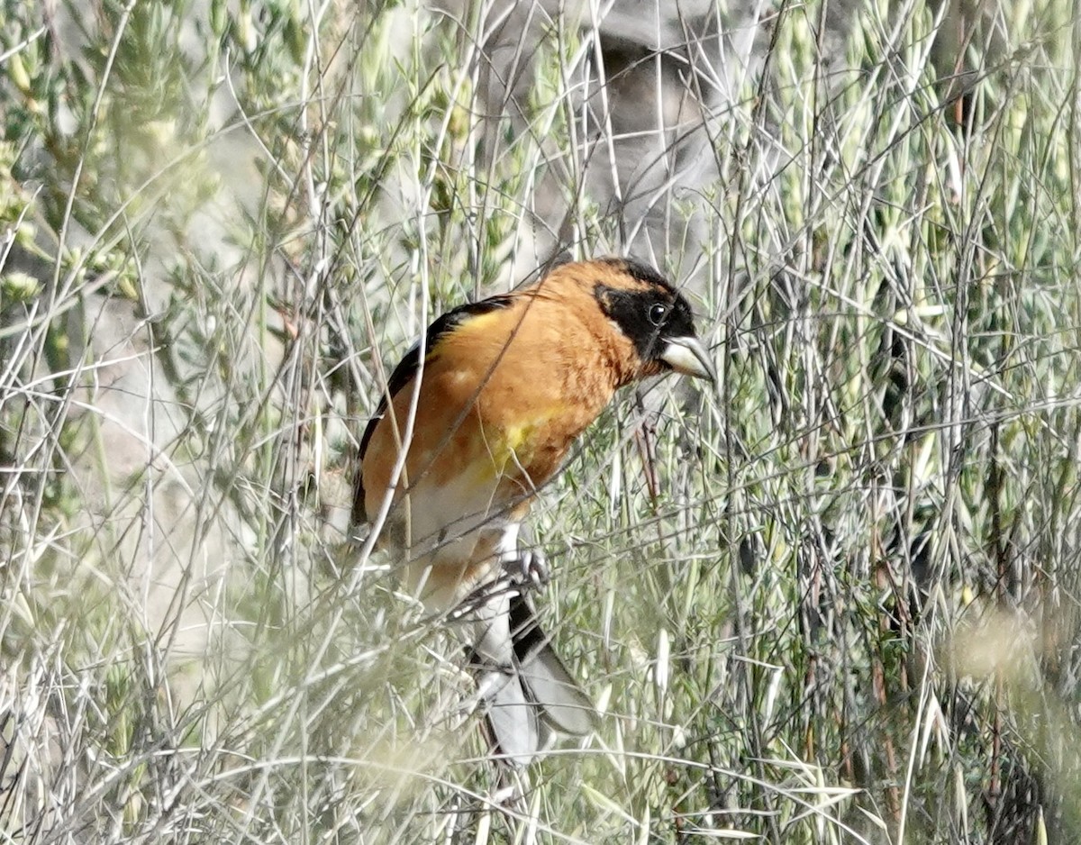 Black-headed Grosbeak - ML635373651