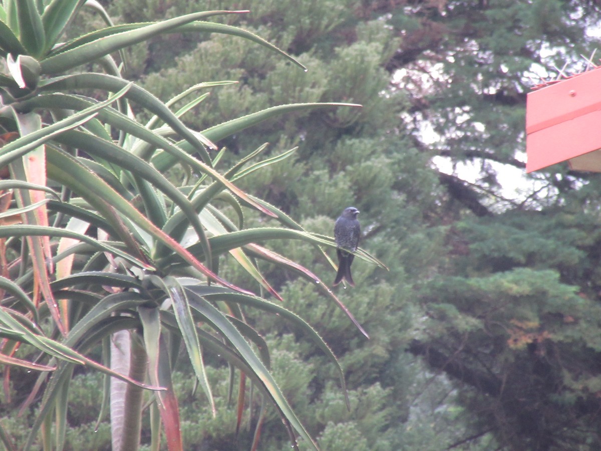Fork-tailed Drongo - ML635373676