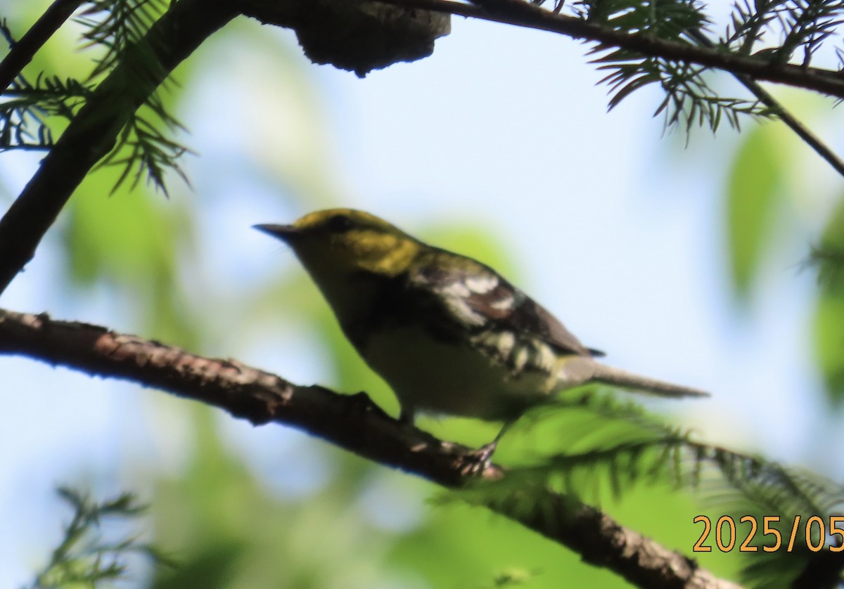 Black-throated Green Warbler - ML635373692