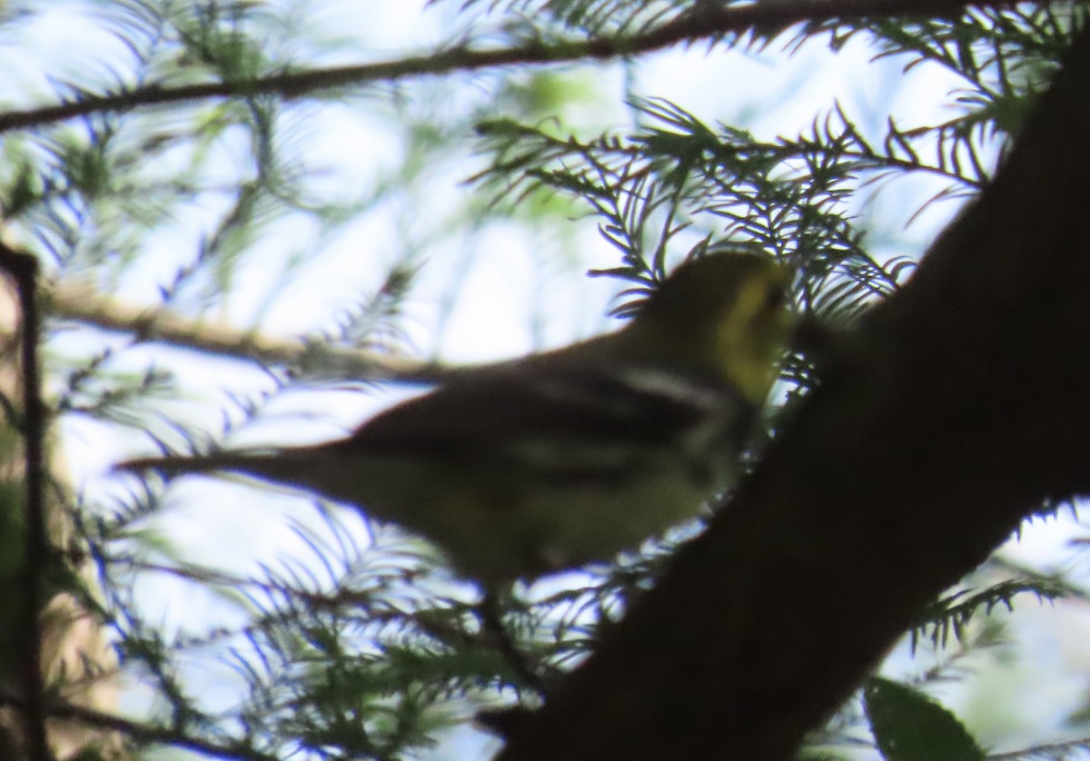 Black-throated Green Warbler - ML635373693